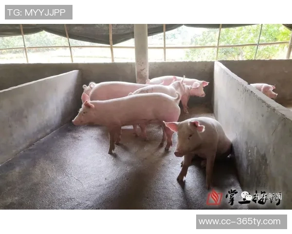 梅州五华县超冠军奖励肥猪寓意财富满满引发热议 梅州五华县超冠军奖励肥猪寓意财富满满引发热议